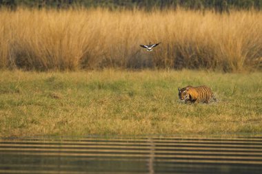 Bengal tiger in Ranthambhore national park, rajasthan, India, Asia clipart