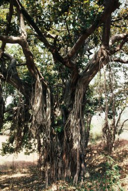 Banyan tree or ber Ficus bengalensis , Bhandhavgarh , Madhya Pradesh , India clipart