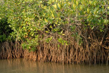 Durgun sular, Pichavaram mangrov ormanı, Chidambaram yakınlarında, Tamil Nadu, Hindistan  
