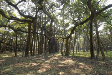 Hindistan 'daki en büyük Banyan ağacı Botanik Bahçesi, Kalküta, Batı Bengal, Hindistan 