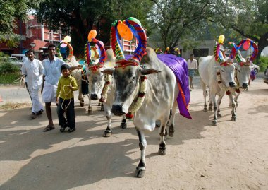 Decorated Cows and bullocks ; farmers celebrating Pongal festival at Coimbatore; Tamil Nadu; India clipart