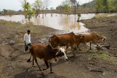Sığırlarına eşlik eden sığır Marathwada, Maharashtra, Hindistan 