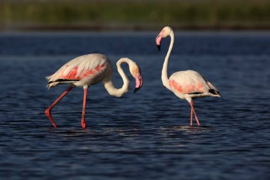 daha büyük flamingolar, nalsarovar, Gujarat, Hindistan, Asya