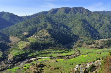 Terrace farming at kausani bageshwar uttarakhand India Asia clipart