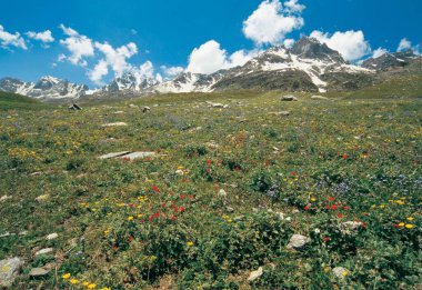 Zirve ve ve çiçek manzarası, Hindistan 