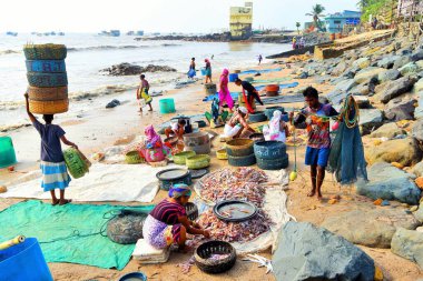 Balıkları sınıflandıran balıkçı kadınlar, Uttan Sahili, Bhayander, Mumbai, Maharashtra, Hindistan, Asya 