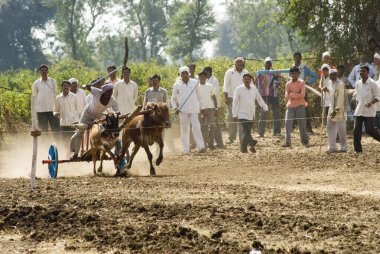 Bullock araba yarışı ve Aisalpur köyü, Amravati bölgesi, Maharashtra; Hindistan