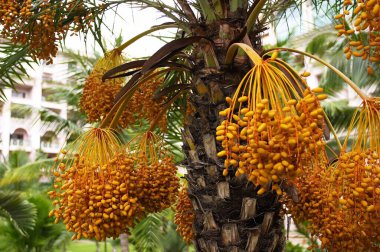 Ağaçta sallanan hurmalar