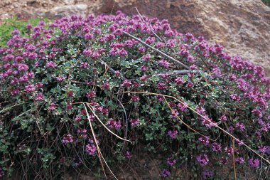 Yaban çiçekleri, Everest Dağı yürüyüşü, Nepal