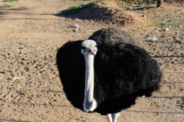 Güney Afrika 'da parkta devekuşu.
