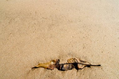 Kumda kurumuş yaprak hüzünlü ve depresif bir his veriyor.