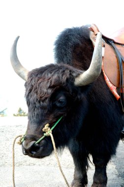 Simla yakınlarında eyeri olan Kara Yak (Dzo bos grunniens) hayvanı; Himachal Pradesh; Hindistan