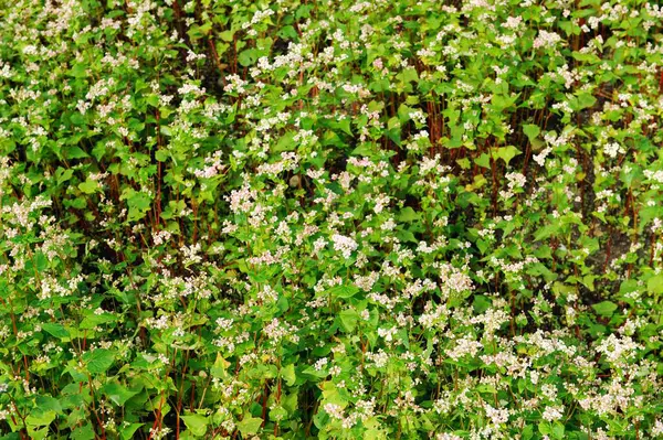 stock image Flowers at potato farm, Ghasa, Nepal