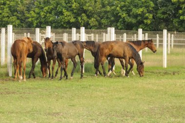 Poonawalla damızlık çiftliği, pune, maharashtra, Hindistan, Asya