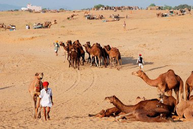 Yerdeki develer, Pushkar Fair, Rajasthan, Hindistan 