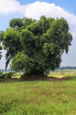 Bambu ağacı, bastar, chhattisgarh, Hindistan, Asya 