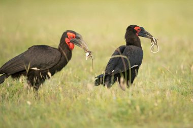 Kenya 'daki Masai Mara Vahşi Yaşam Sığınağı' na yılan ve diğer sürüngenleri gagalarında taşıyan bir çift Güneyli Boynuz gagası. 