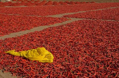 Kırmızı biber kurutma, Jodhpur, Mathania, Rajasthan, Hindistan, Asya 