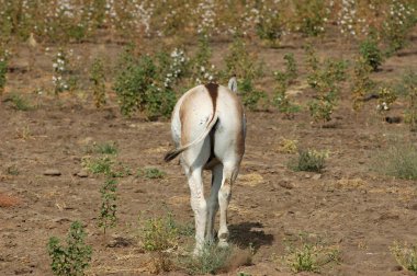 Wild Ass Equus Hemionus Pallas in cotton field ; Gujarat ; India clipart