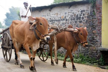 Boğa arabası süren adam, Nandur, Marathwada, Maharashtra, Hindistan   