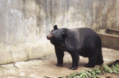 Wild Life , Black Bear (selenarctos thibetanus) at Koti near Simla , Himachal Pradesh , India clipart