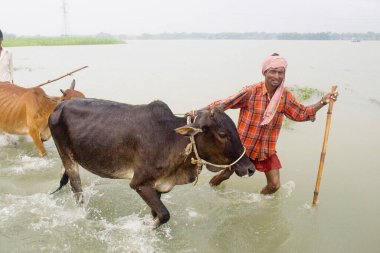 2008 yılında büyük oranda yoksulluk sınırının altında acı çeken Kosi nehri seli Purniya ilçesinde, Bihar 'da, Hindistan' da,