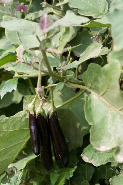 Yeşil yapraklı Brinjal  