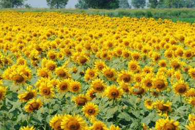 Sunflowers field in India clipart
