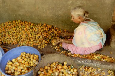 Harihareshwar, District Raigad, Konkan Bölgesi, Maharashtra, Hindistan 'da günde yirmi rupi karşılığında betel fındığı soyan çok yaşlı bir kadın. 