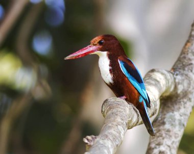 Ağaç dalında beyaz göğüslü Kingfisher 