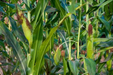 Mısır yetiştirme çiftliği Varun çiftliği, Usarli köyü, Panvel taluka, Maharashtra, Hindistan 