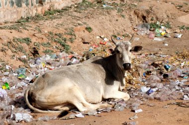 Çöpte oturan inek, Orchha, Madhya Pradesh, Hindistan