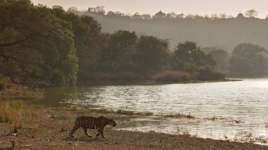 Ranthambhore Ulusal Parkı, Rajasthan, Hindistan, Asya 'da kaplan