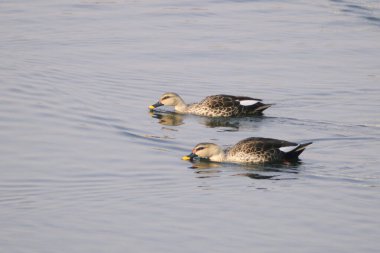 Birds, spot billed duck anas poecilorhyncha pair swimming in pond, Bharatpur, Rajasthan, India  clipart