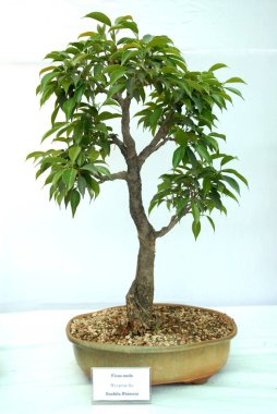 Bitki, Ficus Nuda, ağlayan incir ağacı, Bonsai ağacı, topraklı toprak tenceresi, Bombay Mumbai, Maharashtra, Hindistan 