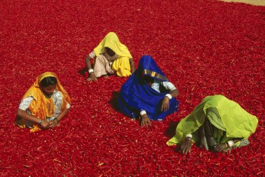 Baharatlar, kırmızı biber, jodhpur, rajasthan, Hindistan 