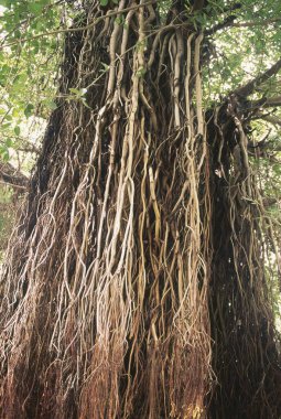 İncir ağacı, cılız, maharashtra, Hindistan 'dan inen filizler.