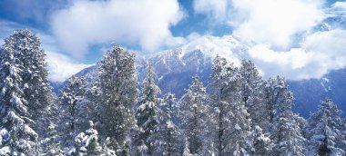 Dağlarda, Hindistan 'da ağaçlarda kar.