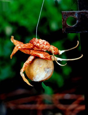 Batıl inanç kavramı, kırmızı biber ve limon asma ipliği. 