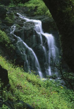 Güzel şelale, mahabaleshwar, maharashtra, Hindistan