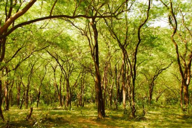 Junagad 'da orman, Gujarat, Hindistan 