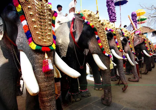 stock image Utsavam elephant march festival, Thrippunithura Cochin, Kerala, India 