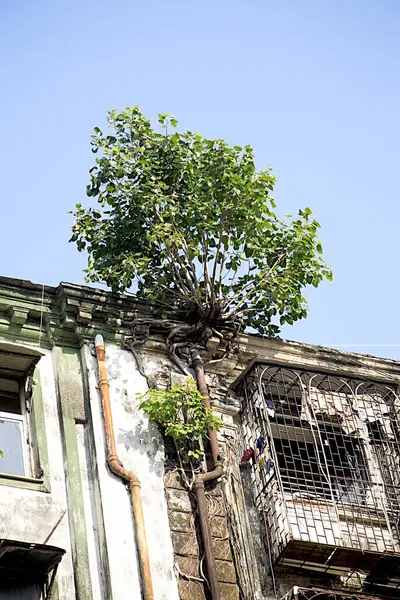 stock image Old building mass urban housing ; Kalbadevi road ; Marine Lines ; Bombay Mumbai ; Maharashtra ; India