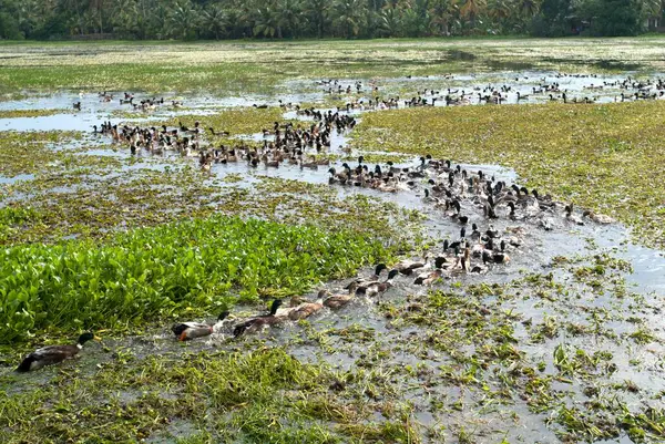 stock image Flock of ducks swimming in backwaters, Kuttanad, Alleppey Alappuzha, Kerala, India 