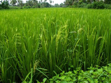Paddy Field; Kolamb Beach; Normal; Nallasopara yakınlarında Nirmal; Thane ilçesi; Maharashtra; Hindistan; Asya