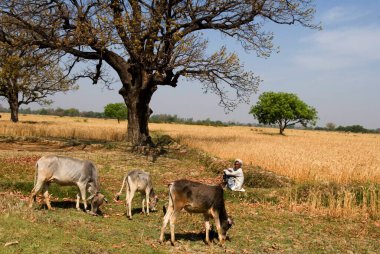 Çiftlik arazisi ve sığırları, Uttar Pradesh, Hindistan 