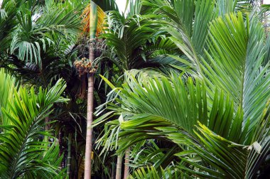 Betel Fındık Çiftliği, Konkan, Maharashtra, Hindistan