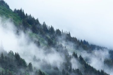 Ormanda sis; Juneau; Alaska; Amerika Birleşik Devletleri