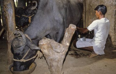 Gündüz vakti köyde inek sağan adam. 