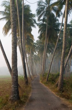 Palmiye ağaçlı dar yol Goa Maharashtra Hindistan Asya 